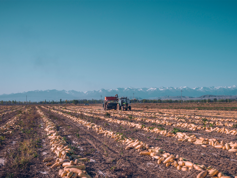 土壤有機(jī)質(zhì) 土壤有機(jī)質(zhì)