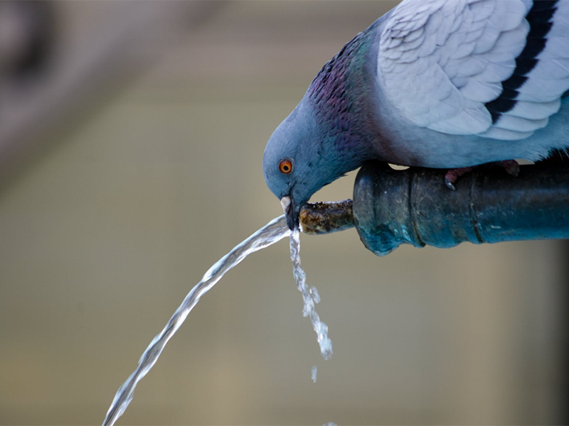 二氧化氯 二氧化氯