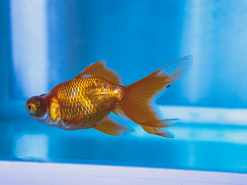 魚塘養魚水質的PH值是多少 魚塘養魚水質的PH值是多少