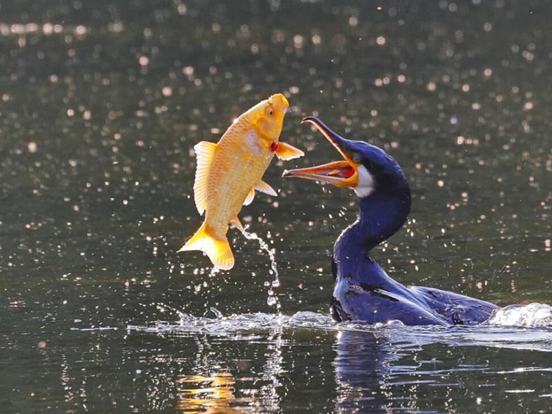 水中總磷和總氮有什么關(guān)系 水中總磷和總氮有什么關(guān)系