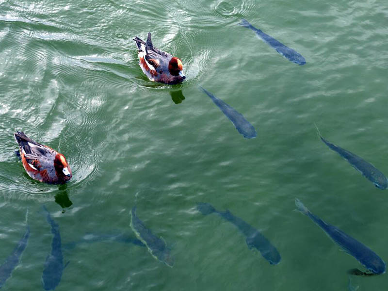 氨氮會造成哪些危害