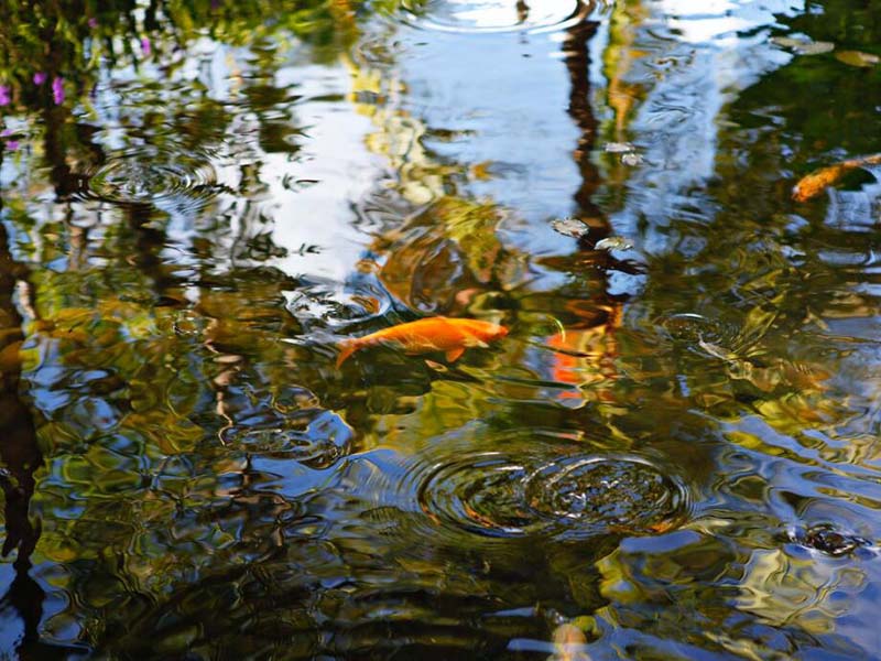 便攜式氨氮測定儀使用環境要求