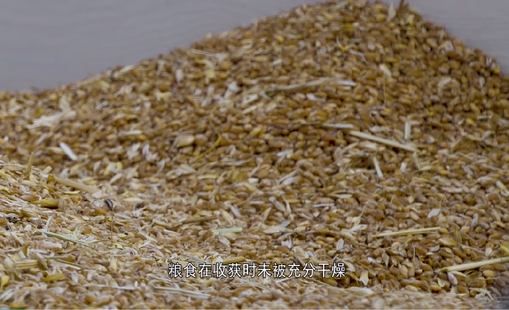 黃曲霉毒素檢測儀的產品使用步驟