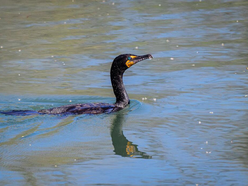 如何使用氨氮檢測(cè)儀