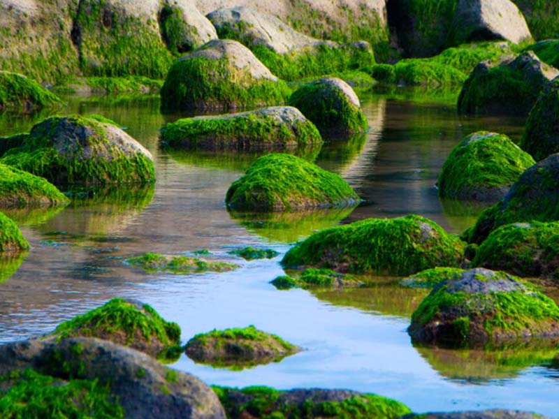 水質高錳酸鹽指數測定國標方法