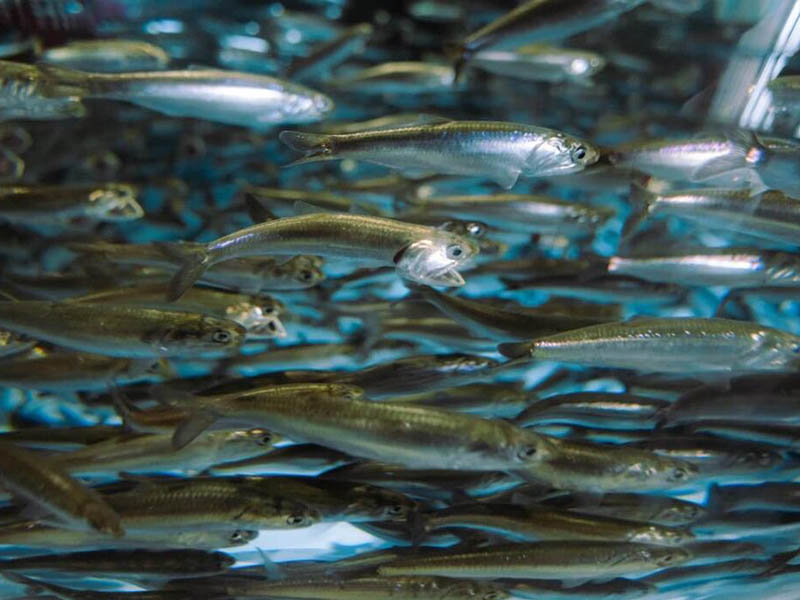 余氯在線監測儀功能說明