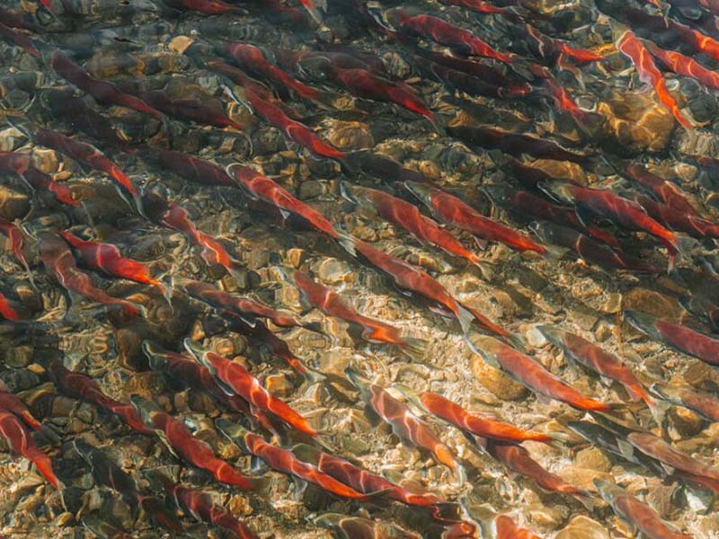 養(yǎng)魚池水質(zhì)監(jiān)測(cè)指標(biāo)（養(yǎng)魚池水質(zhì)檢測(cè)重要性）