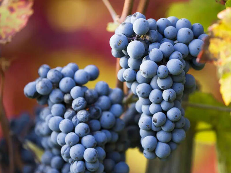 農(nóng)藥殘留檢測儀操作順序