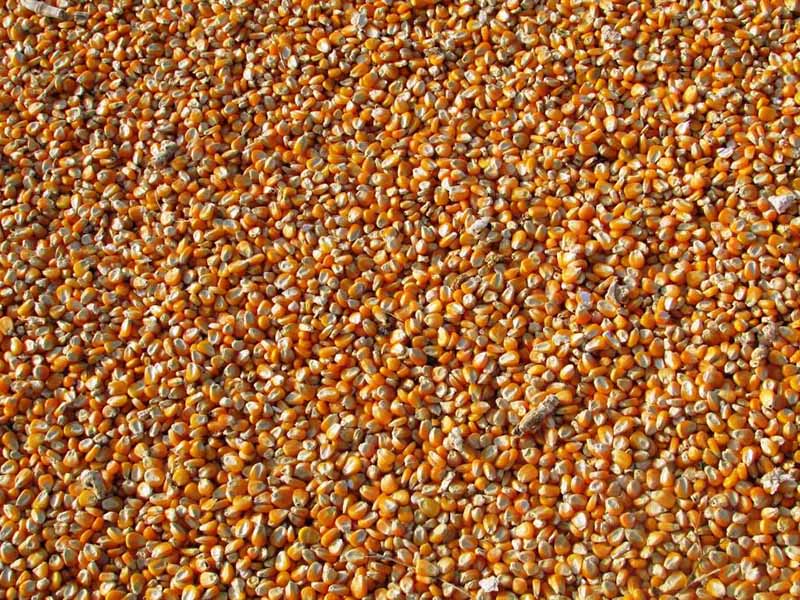 糧食中黃曲霉毒素B?是什么（食品黃曲霉毒素B?檢測(cè)限值）