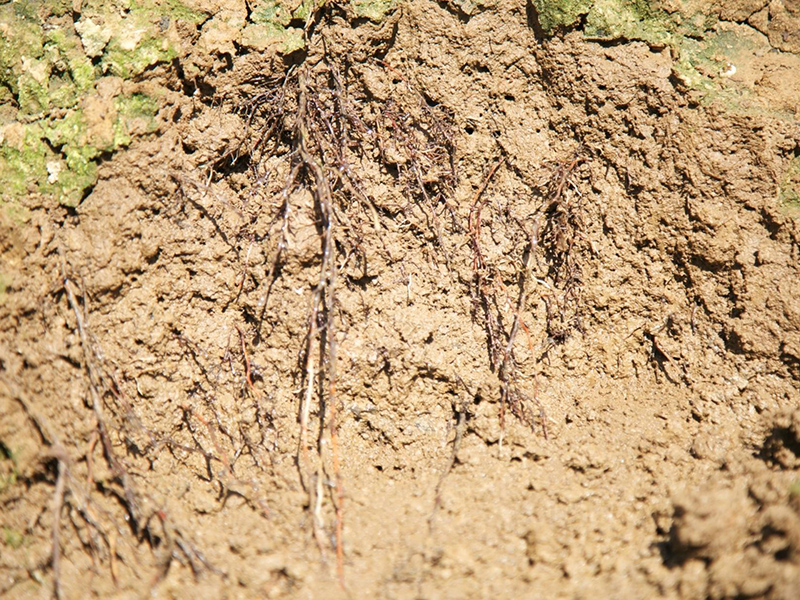 土壤肥料養分分析儀助力科學施肥 土壤肥料養分分析儀助力科學施肥