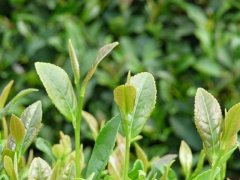 葉綠素測定儀，在植物生長中起到怎樣的作用？