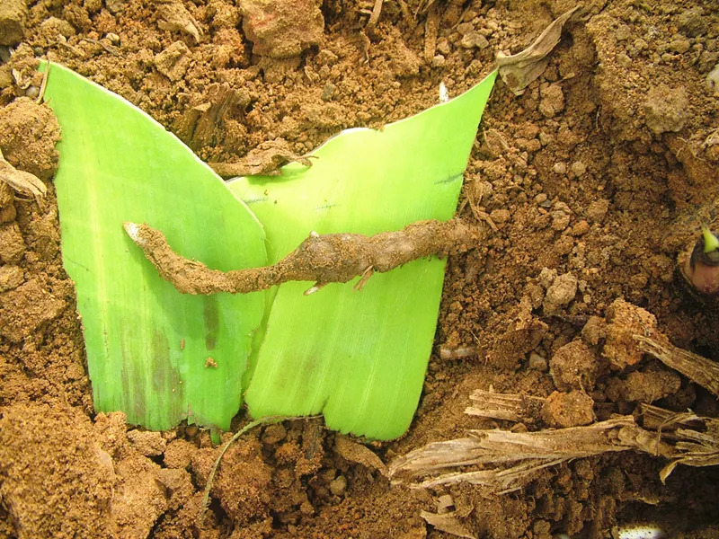 土壤中的酸堿度對農業生產有什么影響 土壤中的酸堿度對農業生產有什么影響