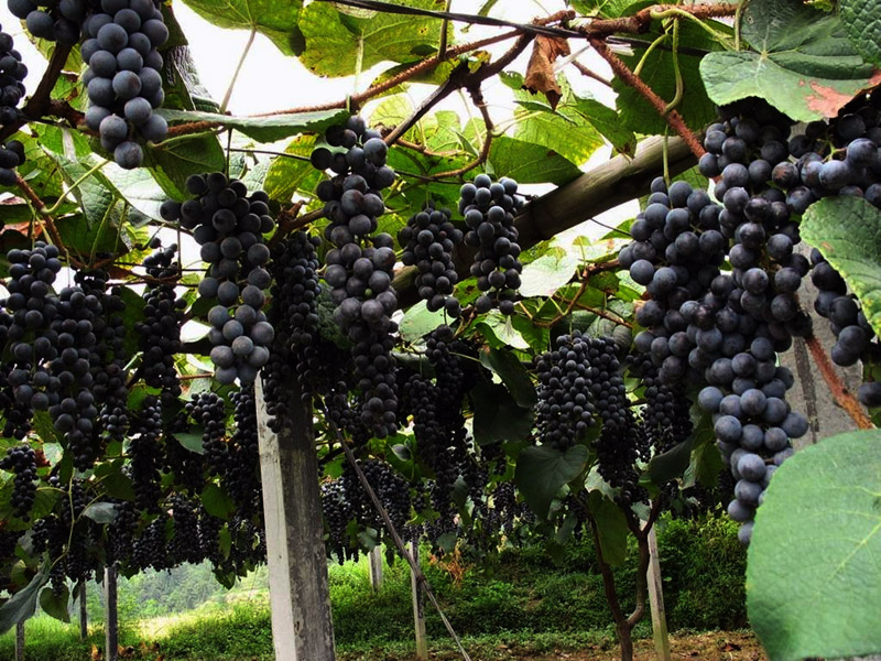 土壤水勢儀可用于葡萄園灌溉管理